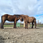 projectfoto-paarden-in-paddock