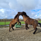 projectfoto-paarden-paddock